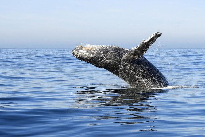 samana-whale-watching-cayo-levantado-bacardi-island-with-lunch-by-locals