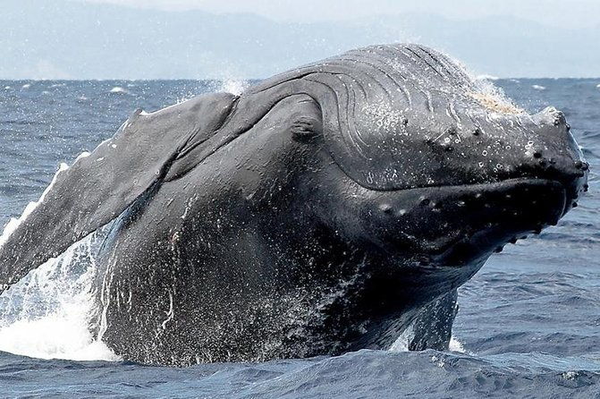 samana-whale-watching-cayo-levantado-bacardi-island-with-lunch-by-locals