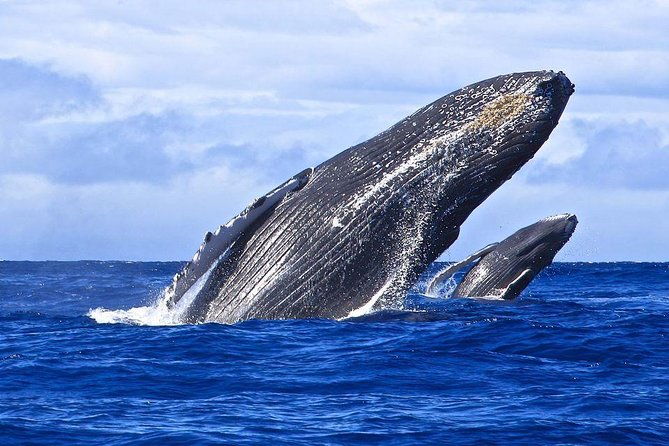 samana-whale-watching-cayo-levantado-bacardi-island-with-lunch-by-locals