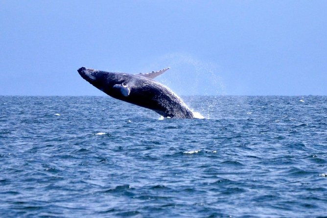 samana-whale-watching-cayo-levantado-limon-waterfalls-from-punta-cana-hotels