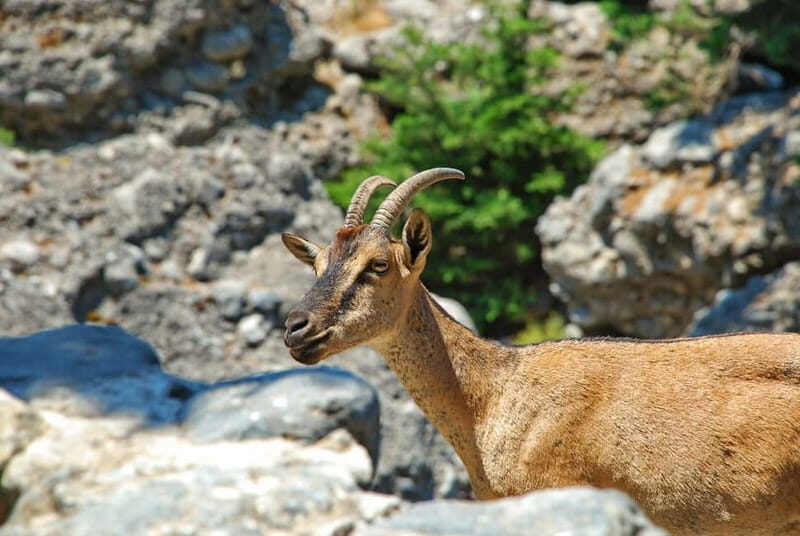 SAMARIA GORGE Full-Day Trip from CHANIA - Key Points
