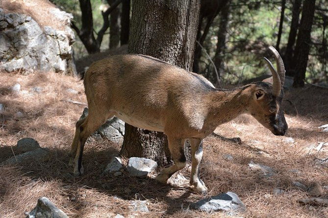 samaria-gorge-one-of-the-most-important-in-europe-from-rethymnon