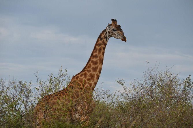 Samburu/ Aberdare/ Lake Nakuru/ Masai Mara 7 Days Safari - An In-Depth Look at the 7-Day Kenya Safari