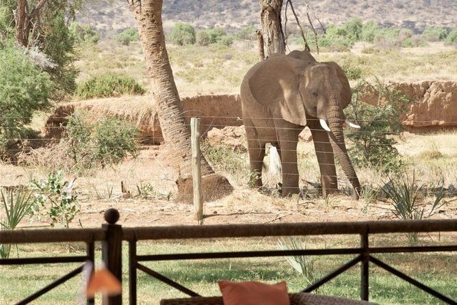 Samburu/ Aberdare/ Lake Nakuru/ Masai Mara 7 Days Safari - Final Words
