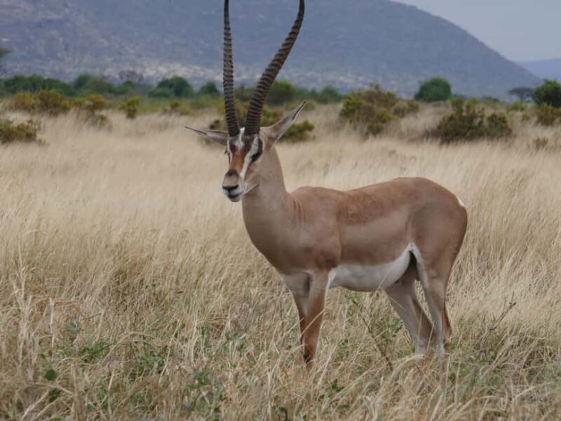 Samburu Reserve Safari: Untamed Wilderness of Northern Kenya - Camping Under the Stars: A Unique Experience