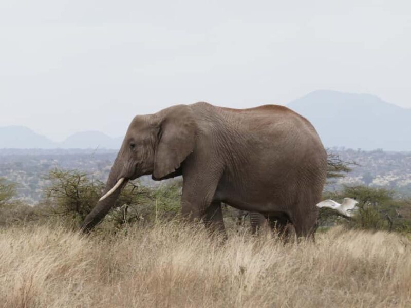 Samburu Reserve Safari: Untamed Wilderness of Northern Kenya - Day 3: Conservation and Return to Nairobi
