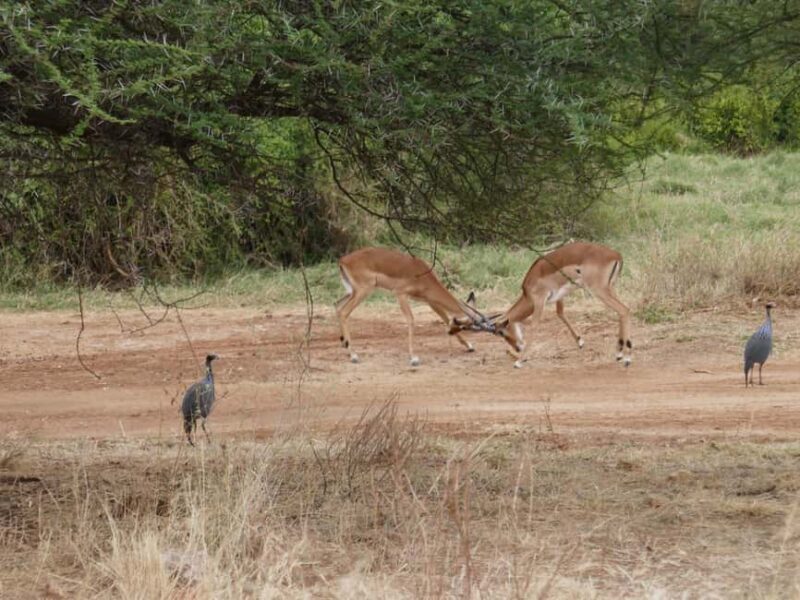 Samburu Reserve Safari: Untamed Wilderness of Northern Kenya - The Sum Up