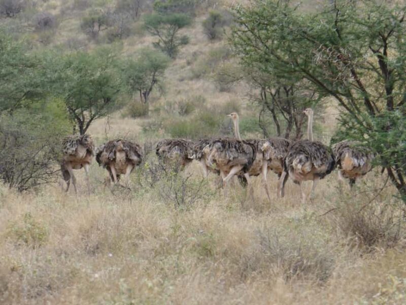Samburu Reserve Safari: Untamed Wilderness of Northern Kenya - FAQ