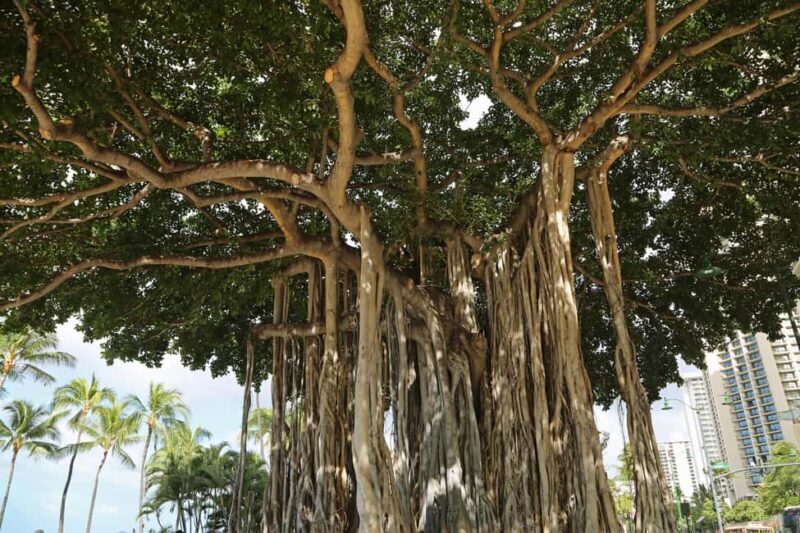 Same Day Private Bodhgaya Tour from Varanasi - Key Points