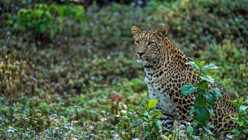 Same Day Rajaji National Park from Chandigarh - Exploring the Rajaji National Park from Chandigarh: A Complete Guide