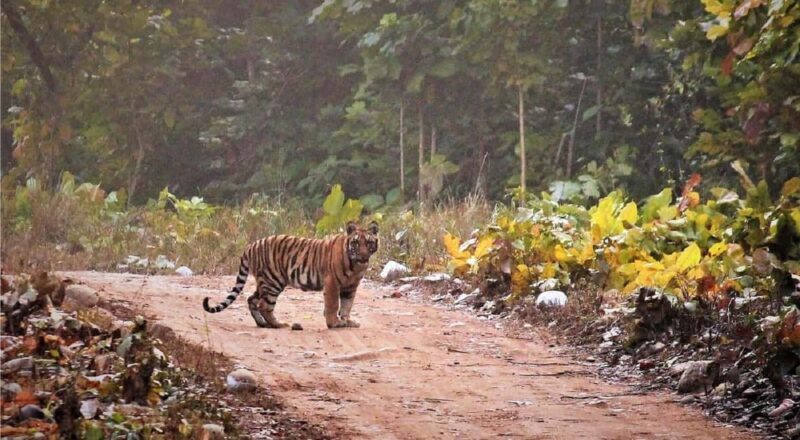 Same Day Rajaji National Park from Chandigarh - Detailed Breakdown of the Itinerary