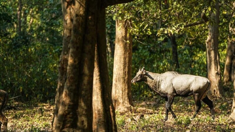 Same Day Rajaji National Park from Chandigarh - FAQ