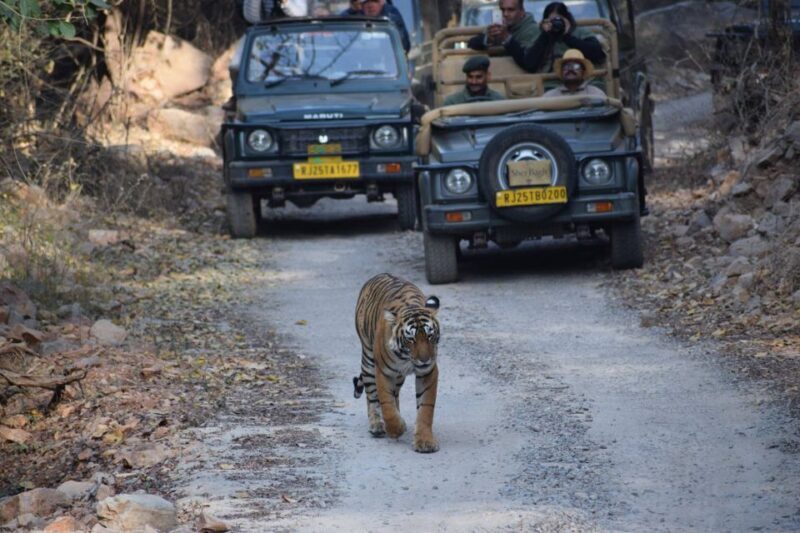 Same Day Ranthambhore WildLife Tour From Jaipur - Exploring Ranthambhore on a Same Day Tour from Jaipur