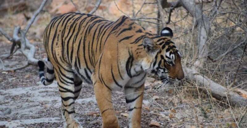 Same Day Ranthambhore WildLife Tour From Jaipur - Key Points