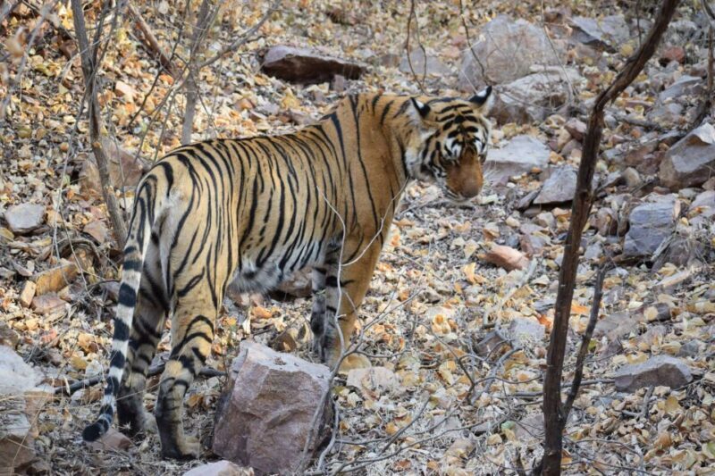 Same Day Ranthambhore WildLife Tour From Jaipur - The Historic and Cultural Touch: Ranthambhore Fort and Temples