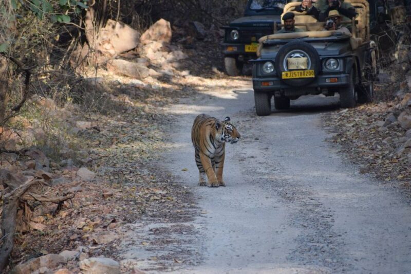 Same Day Ranthambhore WildLife Tour From Jaipur - What to Pack and Wear