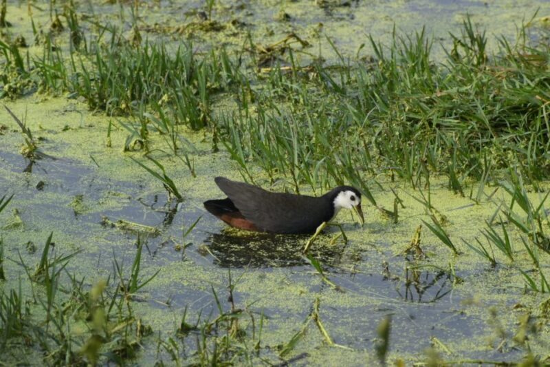 Same Day Ranthambhore WildLife Tour From Jaipur - Who Will Love This Tour?