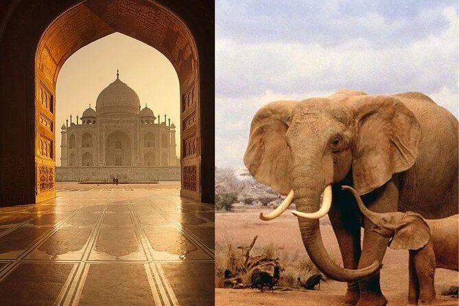 Same day Tajmahal tour with SOS Elephant/Bear wildlife Sanctuary - A Detailed Look at What You Can Expect