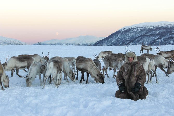 sami-culture-and-short-reindeer-sledding-from-tromso