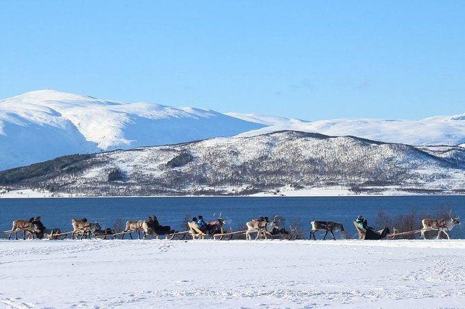 sami-culture-and-short-reindeer-sledding-from-tromso