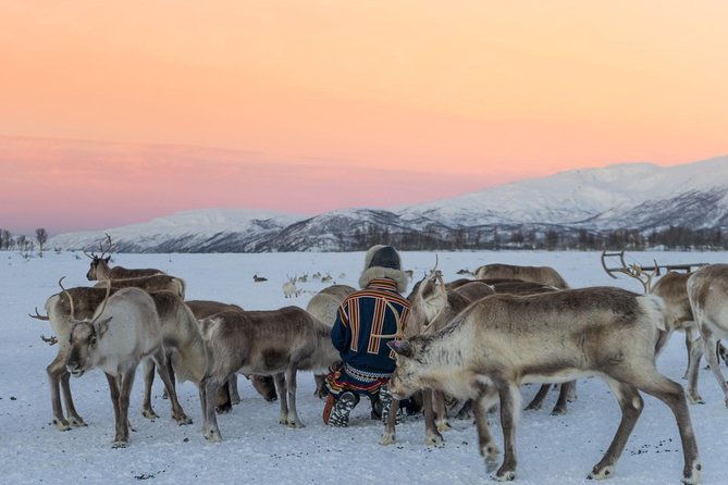 sami-culture-and-short-reindeer-sledding-from-tromso
