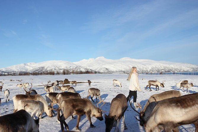 sami-culture-and-short-reindeer-sledding-from-tromso