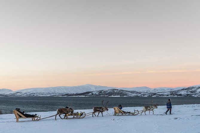 sami-culture-and-short-reindeer-sledding-from-tromso