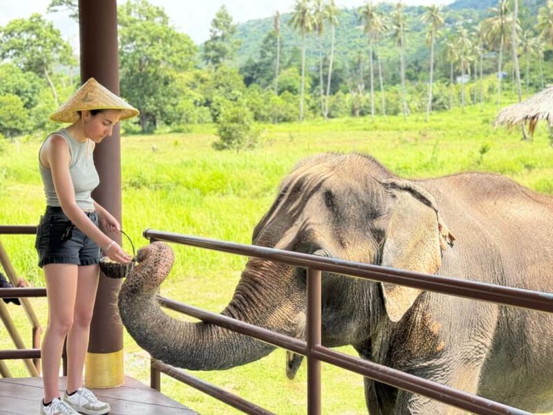Samui: Elephant Home Sanctuary and the first elephant museum - Key Points