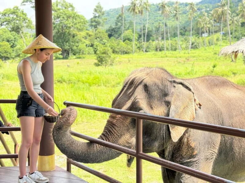 Samui: Elephant Home Sanctuary and the first elephant museum - Introduction