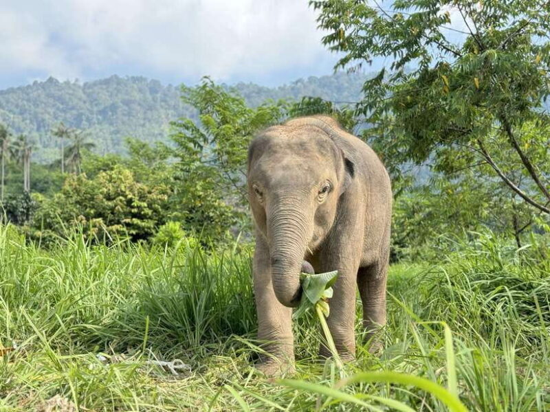 Samui: Elephant Home Sanctuary and the first elephant museum - Authentic, Responsible Encounters