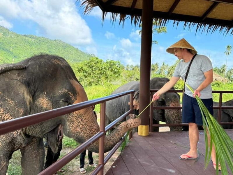 Samui: Elephant Home Sanctuary and the first elephant museum - FAQs