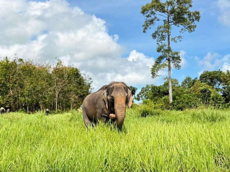 Samui: Elephant Home Sanctuary and the first elephant museum - Final Words