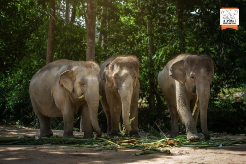 Samui: Elephant Sanctuary Tour - Jungle Walk & Swim - What We Love About This Tour