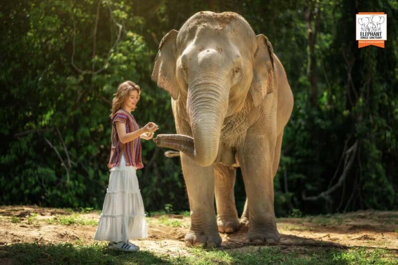 Samui: Elephant Sanctuary Tour - Jungle Walk & Swim - Final Words