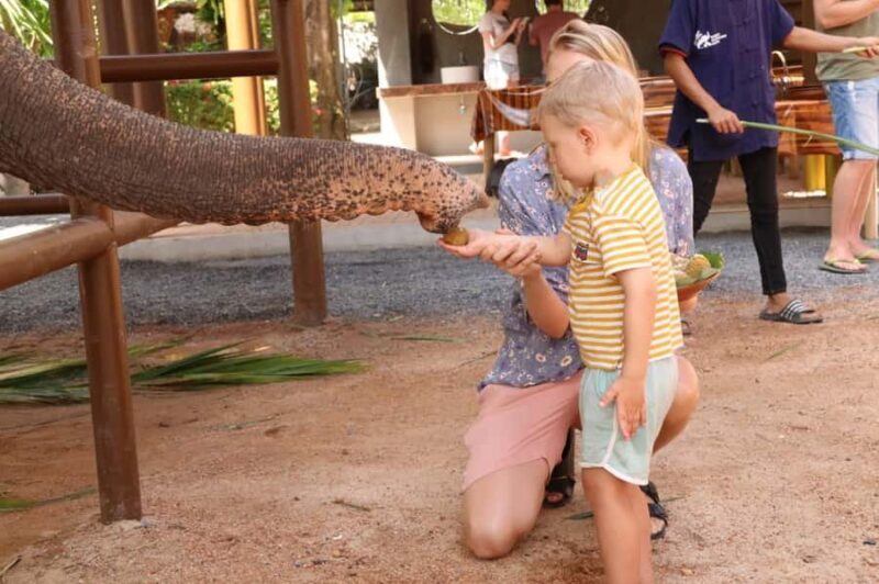 Samui: Feeding Program at the Elephant Home Nursery - Key Points