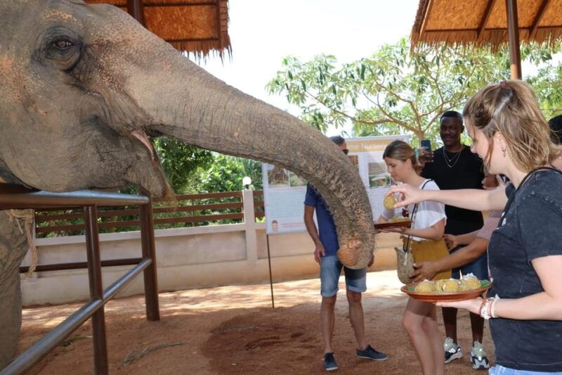 samui-feeding-program-at-the-elephant-home-nursery