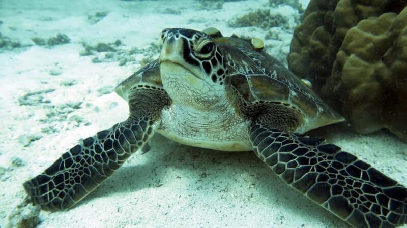 Samui: Intro Dive in Koh Tao - The Sum Up