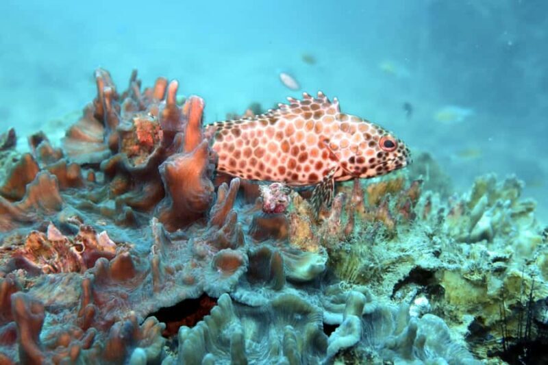 Samui: Intro Dive in Koh Tao - FAQ