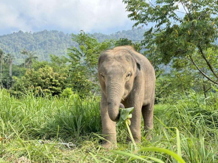 samui-the-first-elephant-museum-jungle-walk-with-elephant