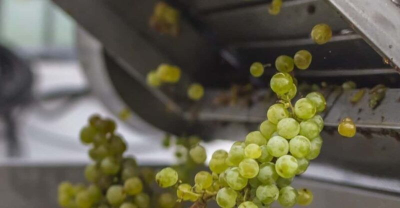 san-bartolome-el-grifo-winery-tour-and-tasting