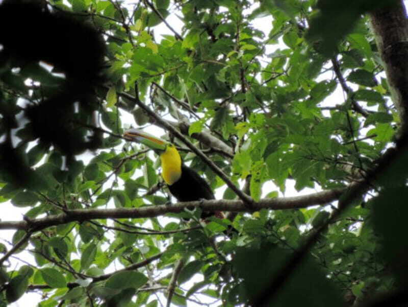 San Cristobal: 4 Days Nature Tour in the Lacandon Jungle - Key Points
