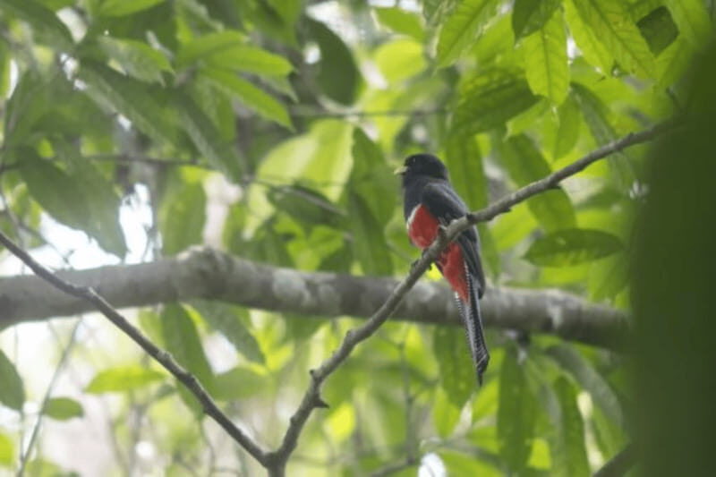 San Cristobal: 4 Days Nature Tour in the Lacandon Jungle - Final Thoughts