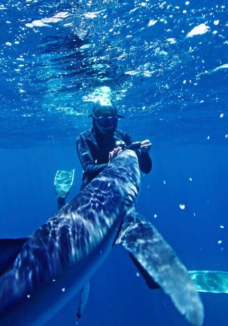 san-diego-blue-shark-offshore-snorkel-adventure