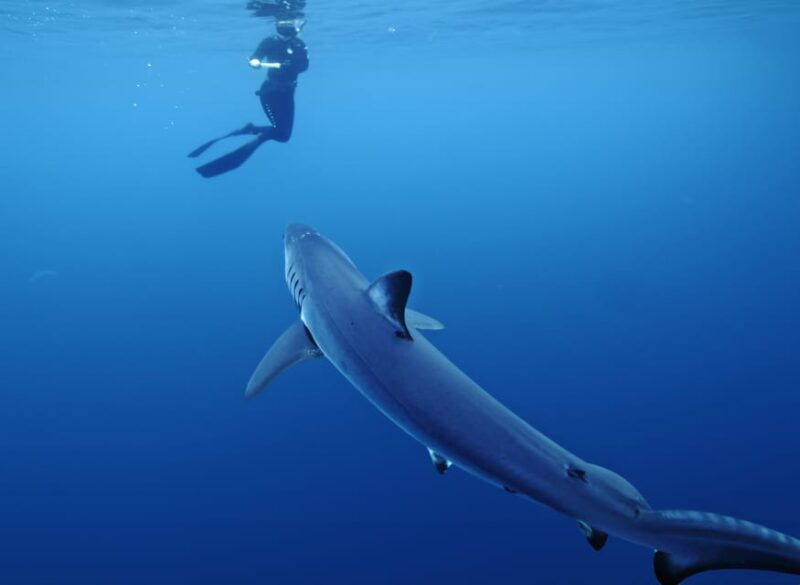 san-diego-blue-shark-offshore-snorkel-adventure