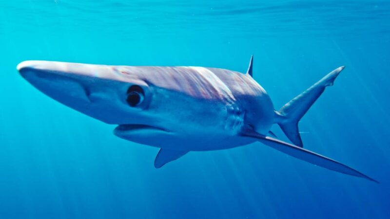 san-diego-blue-shark-offshore-snorkel-adventure