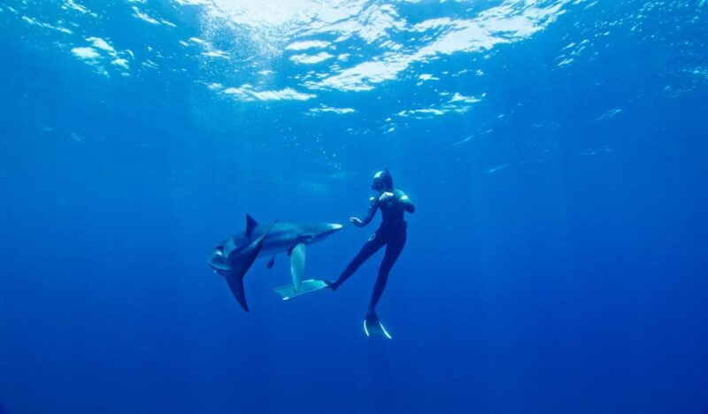 san-diego-blue-shark-offshore-snorkel-adventure