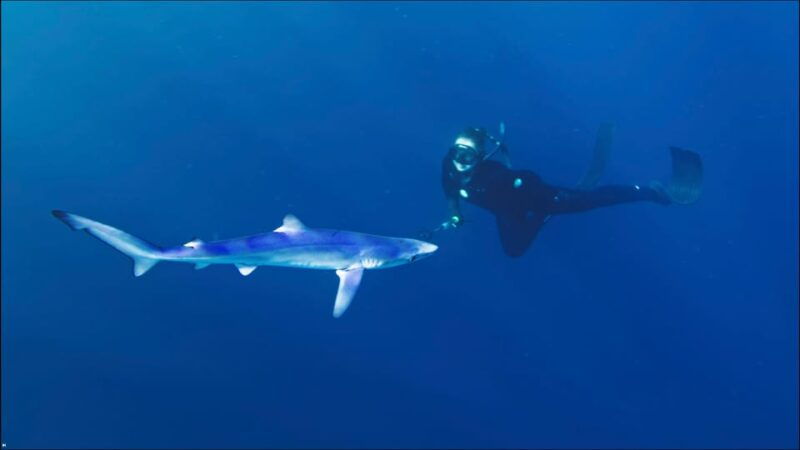 san-diego-blue-shark-offshore-snorkel-adventure