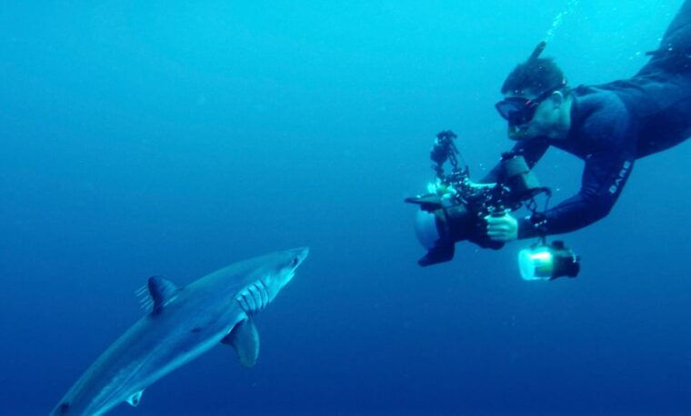 san-diego-blue-shark-offshore-snorkel-adventure