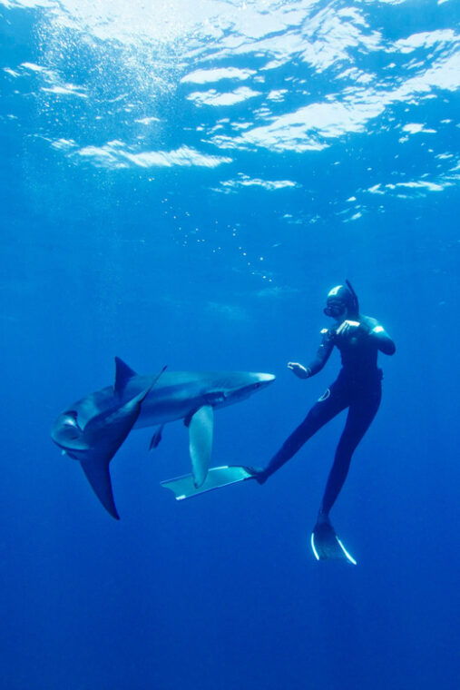 san-diego-blue-shark-offshore-snorkel-adventure