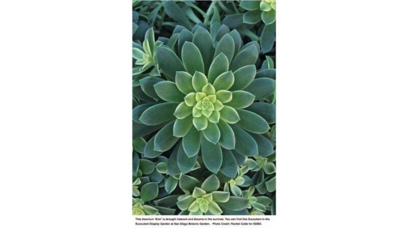 san-diego-botanical-garden-entry-ticket-and-transportation